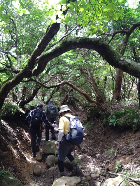 登山道