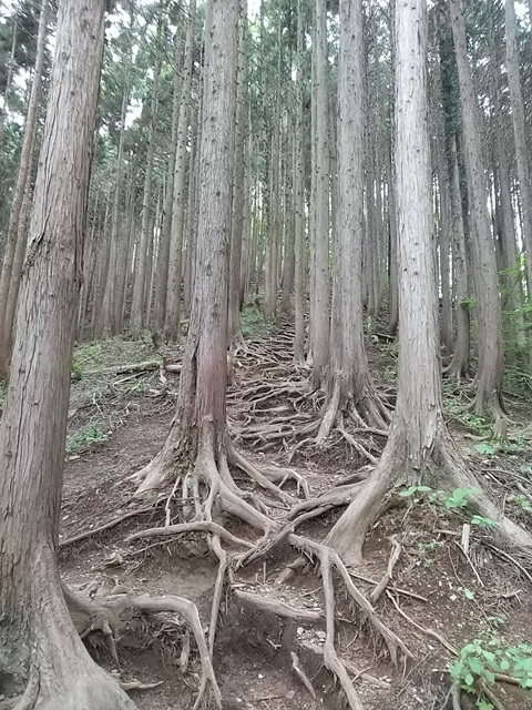 登山道１