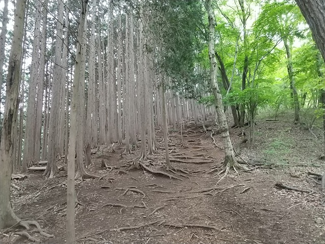 登山道２