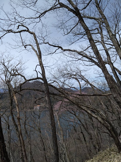登山道１